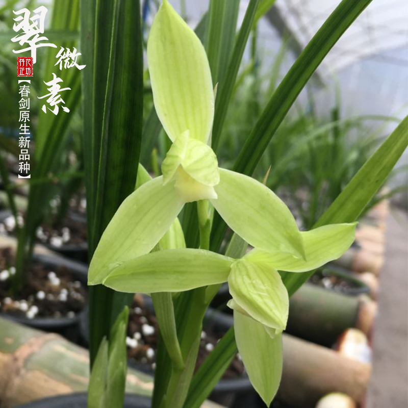 春剑翠微素下山新品种兰花苗浓香冬春季带花苞室内阳台花卉绿植物