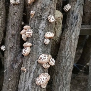 椴木花菇随州香菇特产小花菇春栽500克包邮
