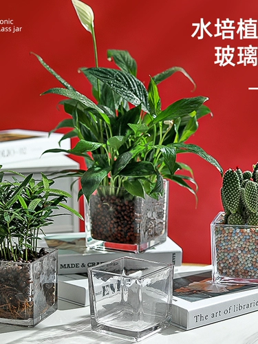 Простая гидропонная цветочная горшка ортопедическая стеклянная ваза Прозрачная зеленая укропа Гидравлическая растительная посуда, качели для черепах, цветочное расположение