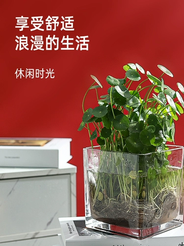 Простая гидропонная цветочная горшка ортопедическая стеклянная ваза Прозрачная зеленая укропа Гидравлическая растительная посуда, качели для черепах, цветочное расположение