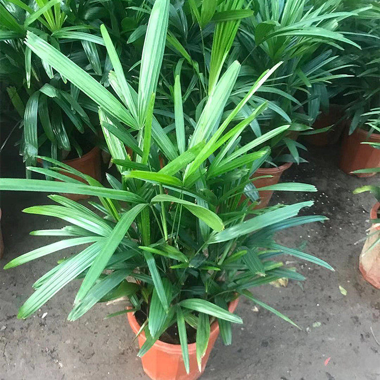 盆栽四季常青耐寒耐阴绿植办公桌客厅走廊净化空气棕竹吸甲醛观叶