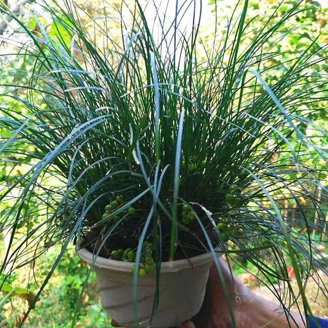 室内耐阴植物耐寒绿化虎须兰蓝宝石虎须草吊兰草装饰麦冬草净化空-封面