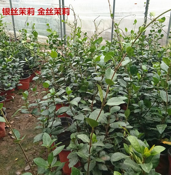 盆栽银丝茉莉进化空气阳台植物爬藤庭院植物耐寒金丝风车茉莉吸甲