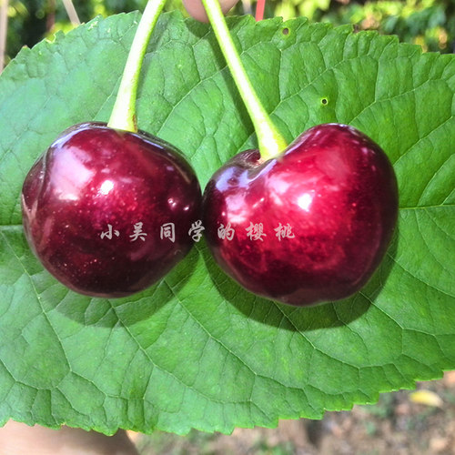 【美早】烟台大樱桃新鲜 车厘子 团购水果净重5斤 顺丰京东包邮