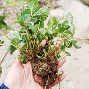 蛇莓苗 蛇泡草 龙吐珠 三爪风 野草莓 地莓 材蛇果苗