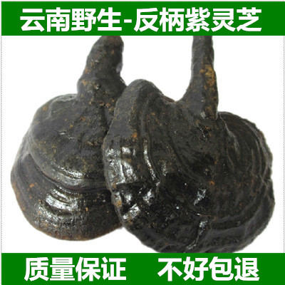云南纯野生反柄紫灵芝 野生黑灵芝 野生马蹄灵芝5-10cm  250克
