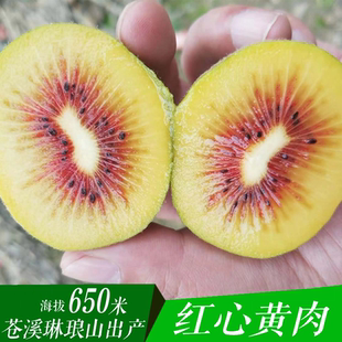 正宗四川广元特产苍溪红心猕猴桃新鲜应季水果黄肉奇异果整箱5斤