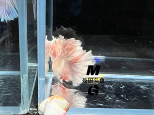 曼國(guó)斗魚(yú)出品===初戀玫瑰金氣質(zhì)繡球半月