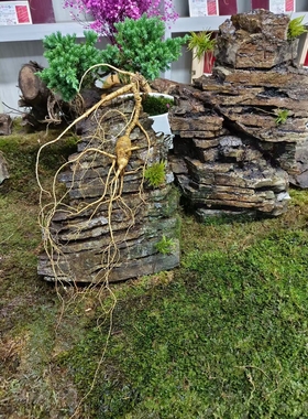 百年新鲜纯野生人参野山参东北长白山人参非林下参泡酒野人参老参