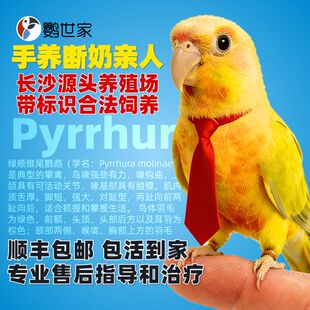 手养小太阳鹦鹉断奶亲人绿颊黄边凤梨香吉士赤红腹半毛雏鸟会说话