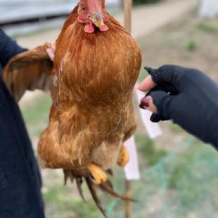 崇明岛鲜鸡肉活体草鸡笨鸡正宗农家散养老阉鸡土鸡太监鸡