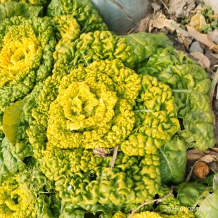 青菜新鲜农家霜冻黄心乌青菜塌菜黄心乌白菜净重