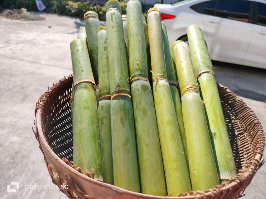 [川芎林]上海崇明岛青皮甘蔗高粱杆新鲜非甜芦