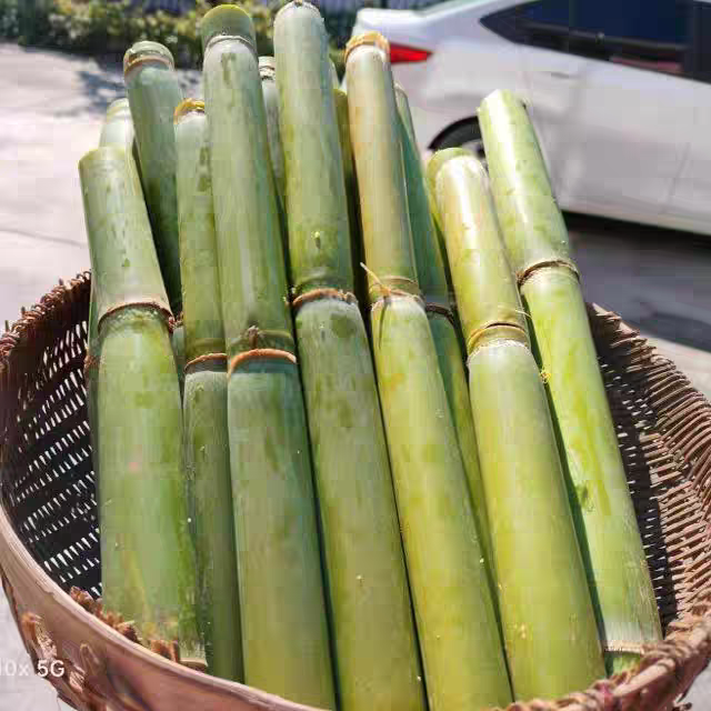 非陶山甘蔗新鲜青皮绿皮去甘蔗现砍孕妇水果应季脆甜果崇明岛