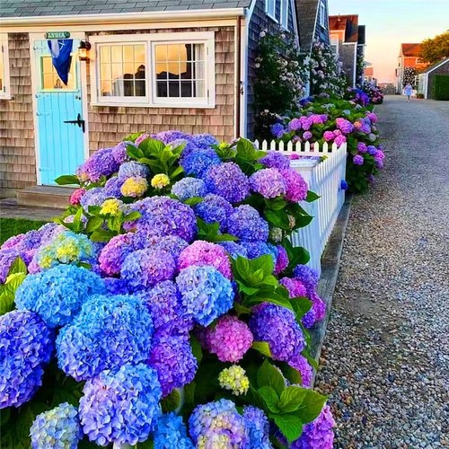 速发绣球季苗盆内花卉植物室栽好养四花开花不断无尽夏大花易成活