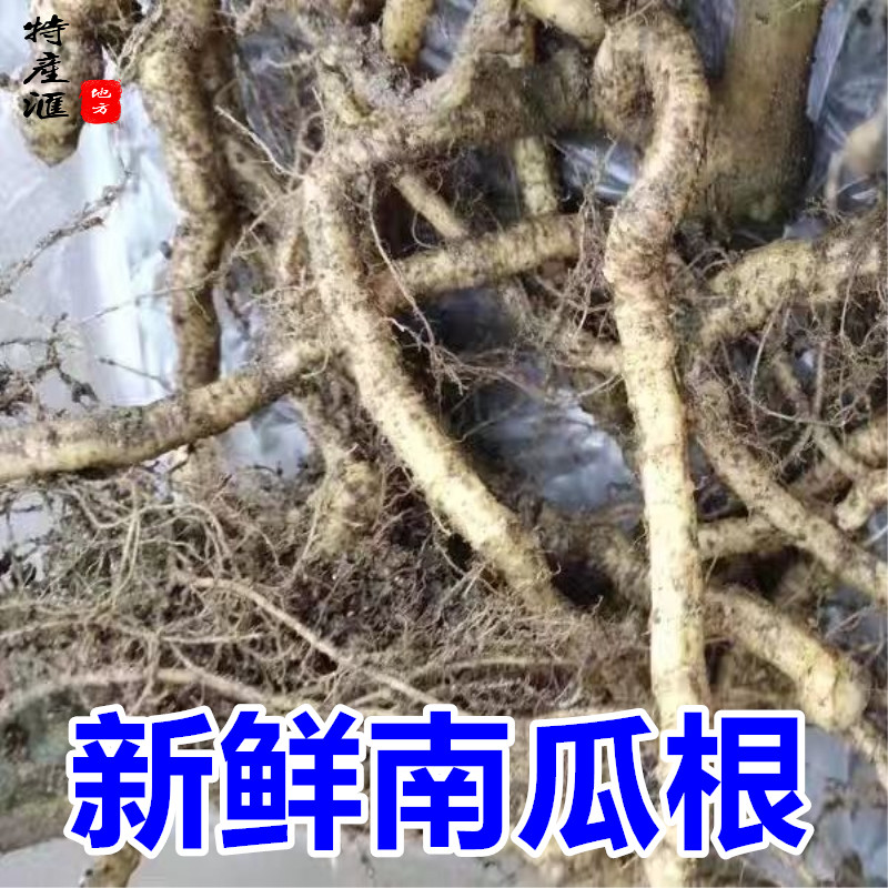新鲜南瓜根 葫芦科植物南瓜的根500g包邮 干货南瓜须药材南瓜藤杆