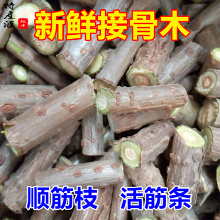 新鲜顺筋枝子活筋条 接骨木马尿骚500g包邮 手脚扭伤崴脚煮水药用