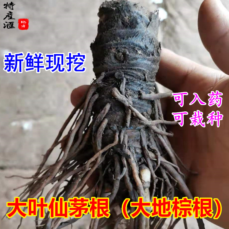 现挖新鲜大叶仙茅根部500g包邮 独茅根独脚仙茅 四川大地棕根药用