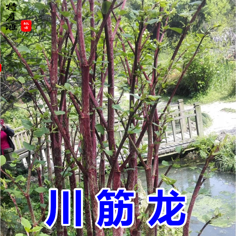 新鲜川筋龙 顺筋龙花斑竹枝叶 虎杖顺筋灵斑杖根黄地榆包邮中药材