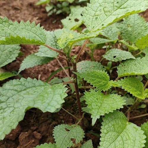新鲜红活麻四川山区红荨麻草