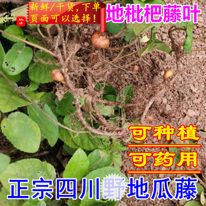 四川新鲜地瓜藤地果根藤叶包邮