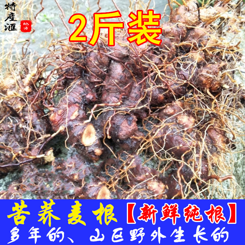 2斤包邮新鲜野荞麦根 现挖野兰荞土三七金乔麦苦荞头苦荞麦中药材