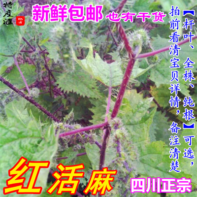 新鲜四川红活麻根红禾麻红荨麻草