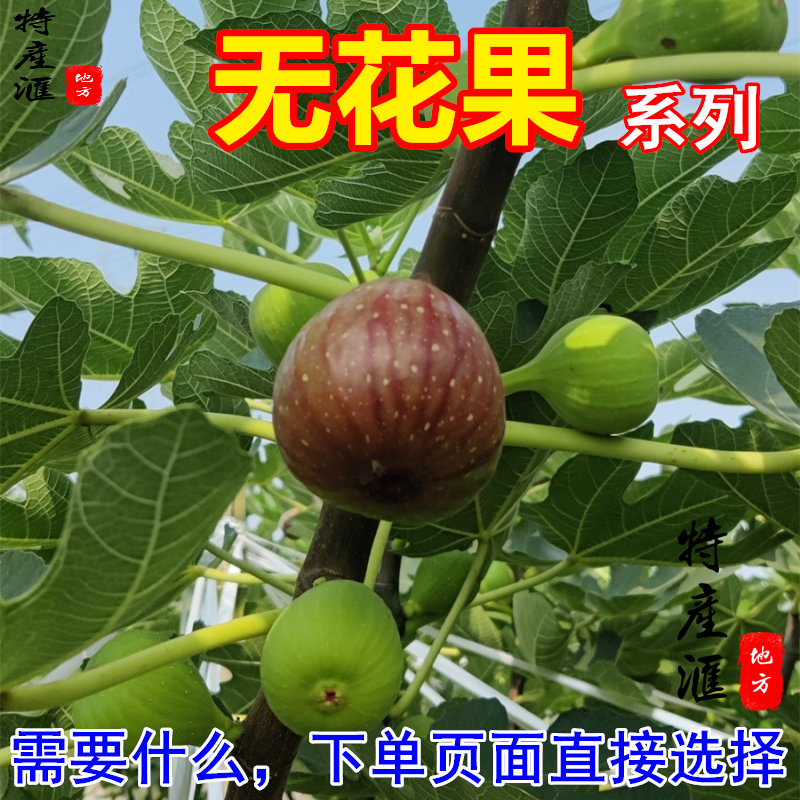 新鲜无花果叶子包邮生青果白汁波姬红扦插枝条无花果根树枝切片