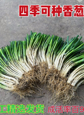 香葱苗安顺农家自种小香葱苗新鲜现挖现发四季可种分葱苗阳台盆栽