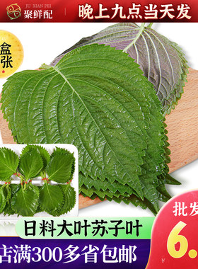 新鲜苏子叶紫苏叶日式料理材料