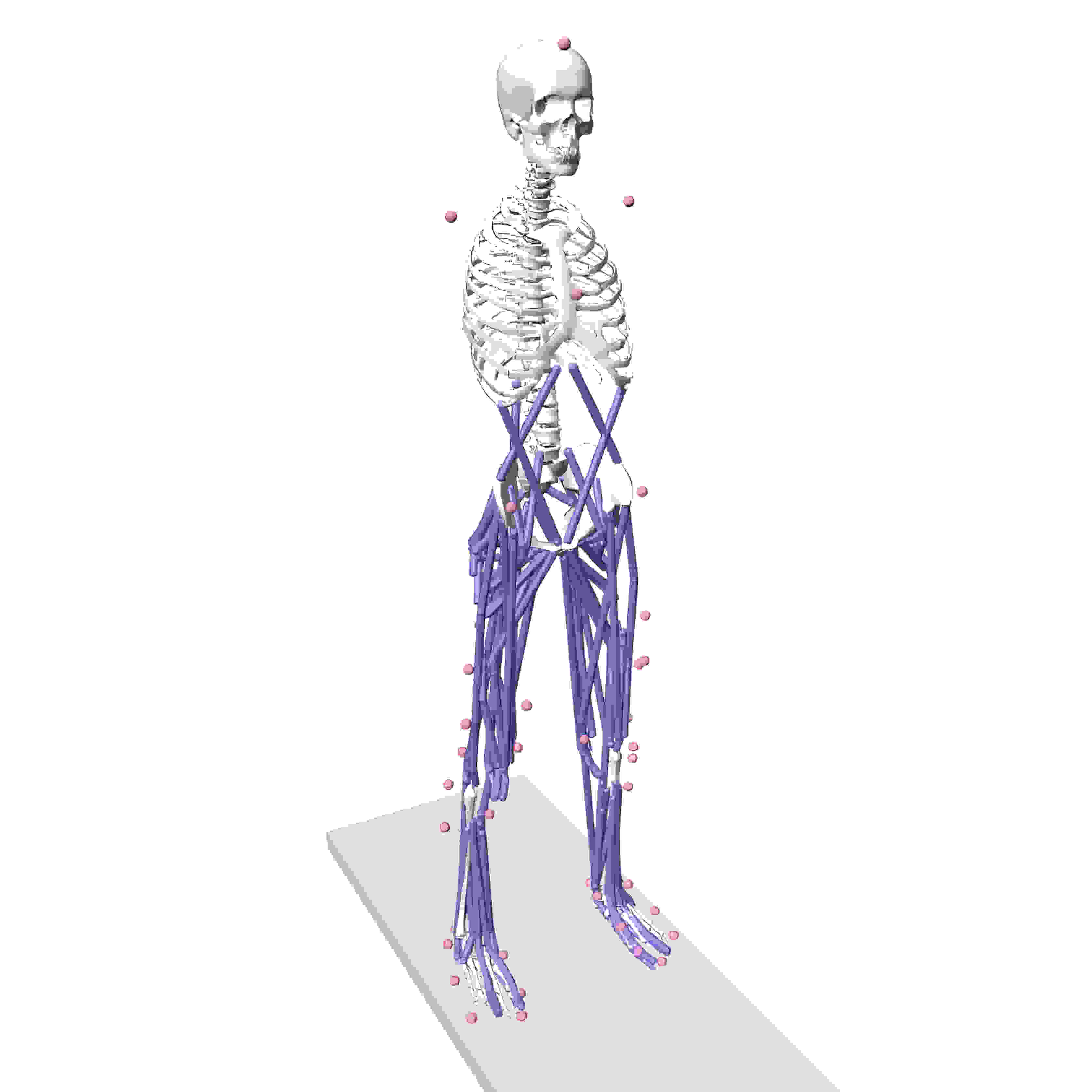 OpenSim辅助装置生物力运动动力肌肉力学开发手术仿真分析代做作