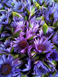 500ml蒸馏蓝莲花纯露补水保湿