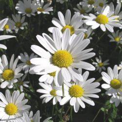 250ml分装去红血丝洋甘菊纯露