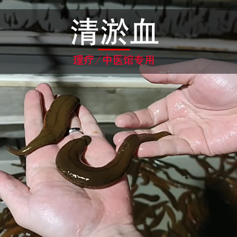 活体菲牛蛭种苗 水蛭蚂蟥 广东广西金边蚂蟥