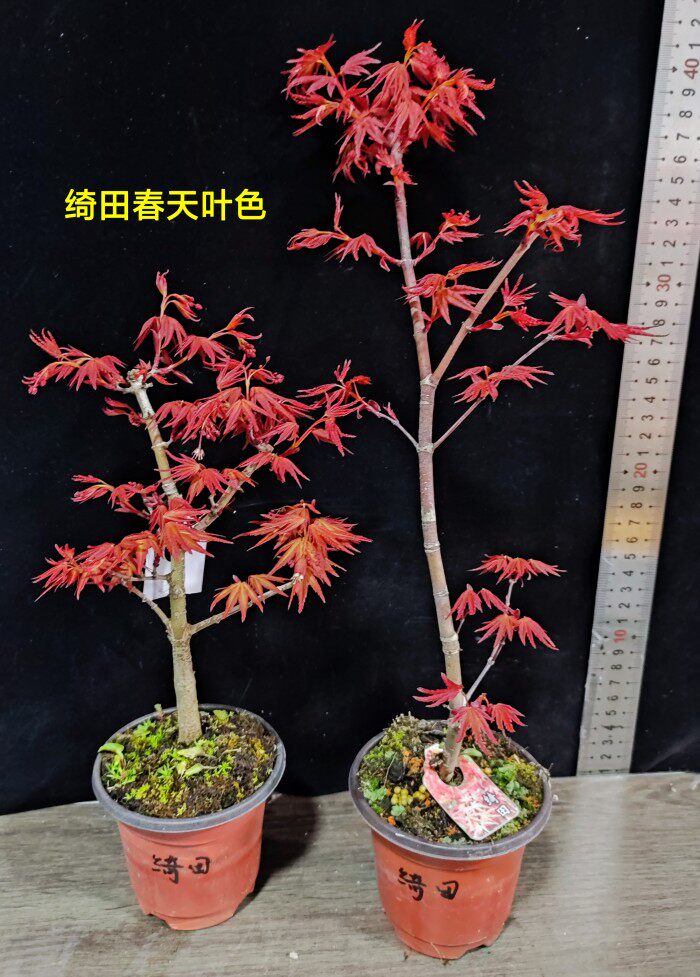 日本红枫新品种扦插原生 绮田 山城 狮子头 粉红少女盆景素材