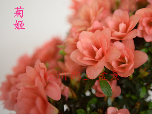 皋月杜鹃 日本杜鹃 夏鹃 东洋鹃 小叶—菊姬94 、茜97小苗