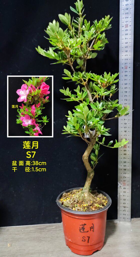 皋月杜鹃 东洋鹃 夏娟 樱 星之辉 那噜噜 樱小町 煌 莲月 S大苗