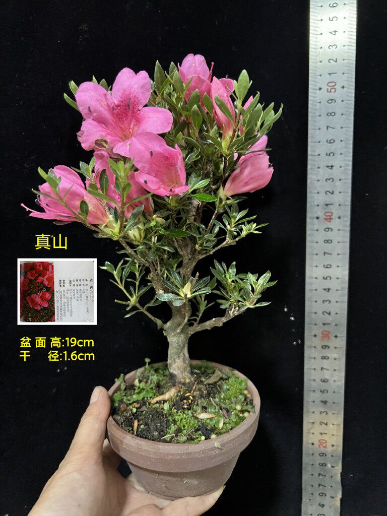 皋月杜鹃 东洋鹃 夏娟 黄龙 山东华真山 荣冠 日之光 花缀X大苗