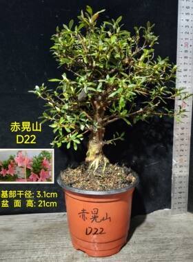 皋月杜鹃东洋夏娟旭光赤晃山松波