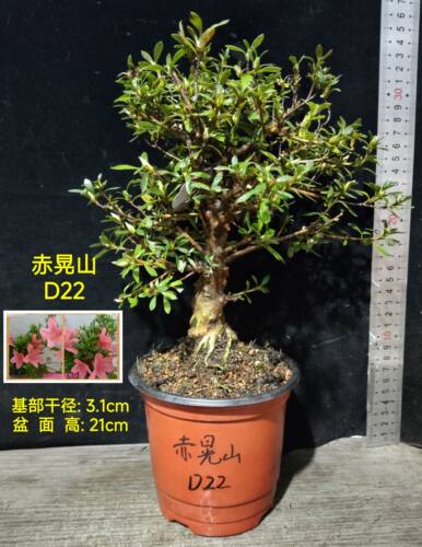 皋月杜鹃东洋夏娟旭光赤晃山松波