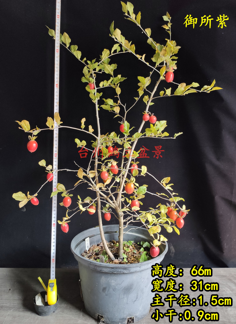 日本老鸦柿挂果盆景一物一拍