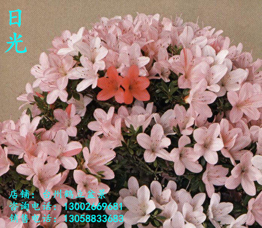 皋月杜鹃 日本杜鹃 夏鹃 东洋 小叶------日光98,白玲77小苗