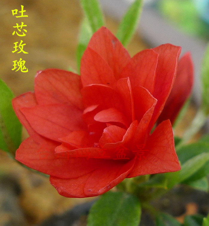 皋月杜鹃 日本杜鹃 夏鹃 东洋 --- 吐芯玫瑰170小苗