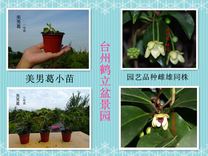 美男葛（小苗）一物一拍