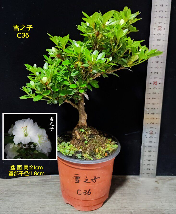 皋月杜鹃 东洋鹃夏娟 雪之子 水乡乙女 明翠 福牡丹 山之光 C大苗