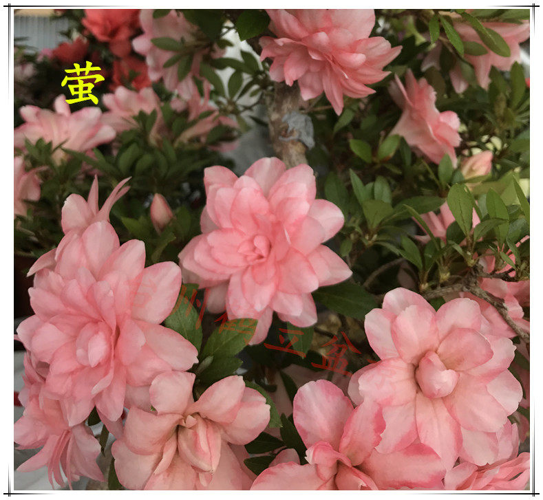 皋月杜鹃 日本杜鹃 夏鹃 东洋鹃 --- 萤(ほたる)194 小苗