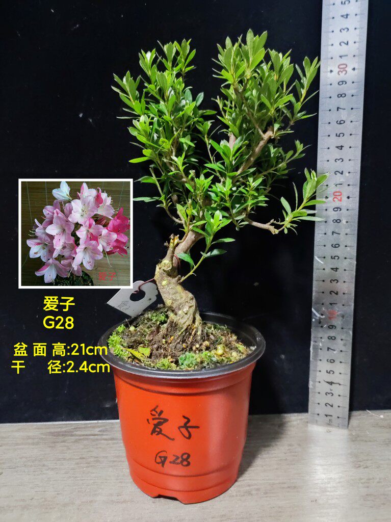 皋月杜鹃 东洋鹃 夏娟 红万重 琴之舞 爱子 晓天 紫水晶 G大苗