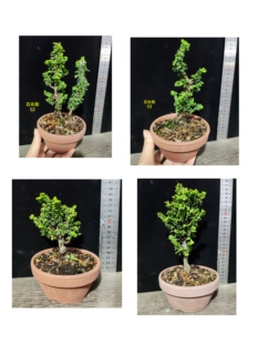 鹤立盆景 日本石化桧 盆景素材苗木 石化桧素材  一物一拍