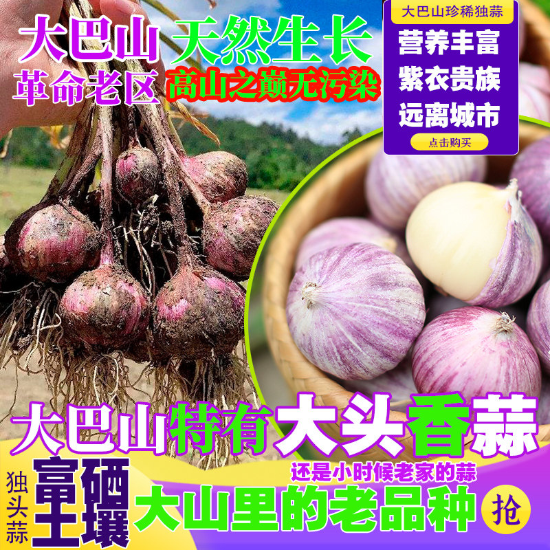 正宗高山农家自种独头蒜紫皮蒜