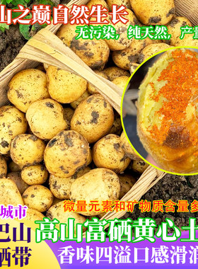 农家新鲜现挖富硒黄皮小土豆